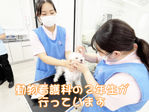 モデル犬の健康を守ります！